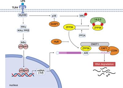 Frontiers | Post-Transcriptional Regulation Of Immune Responses And ...